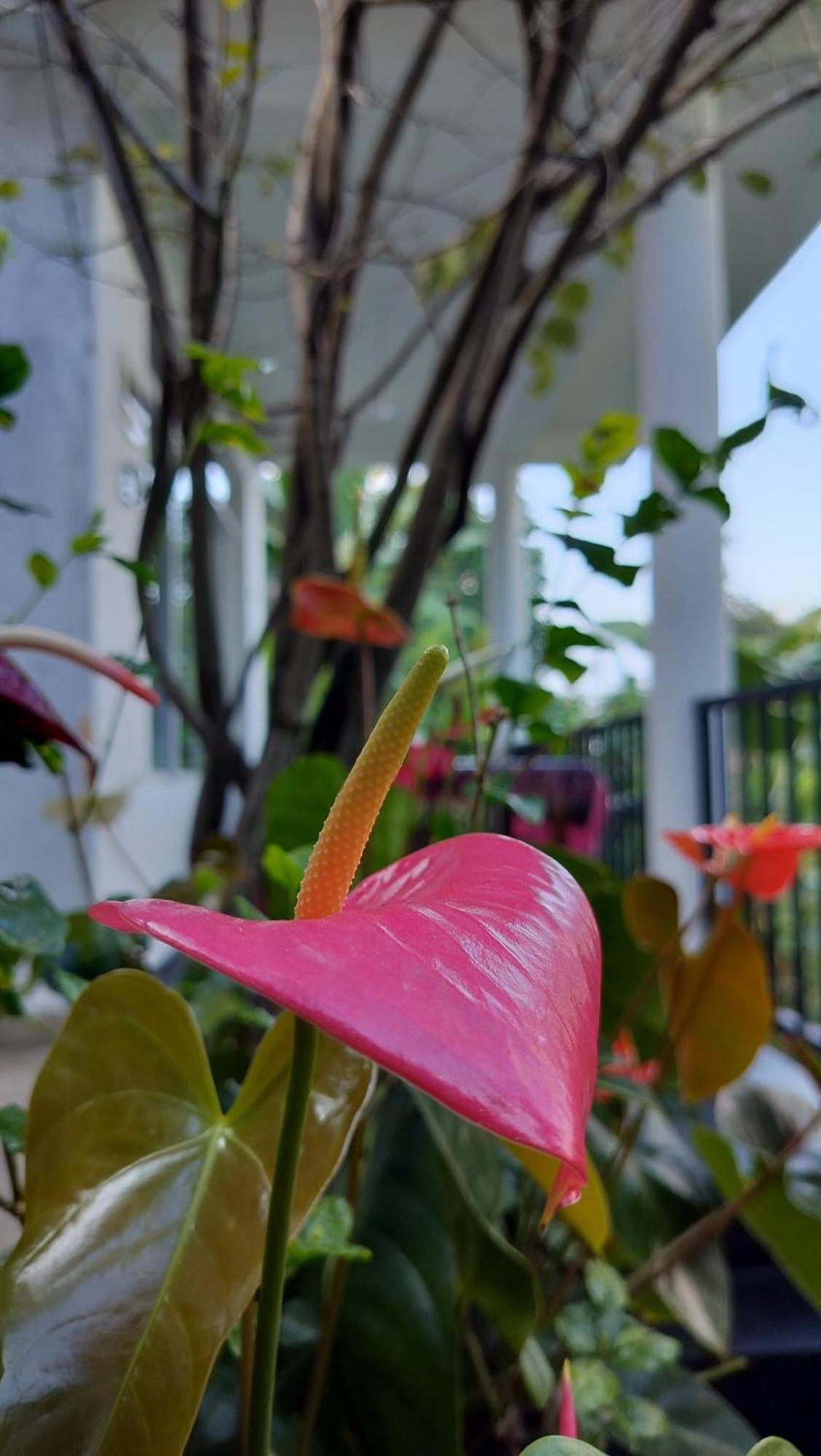 The Bliss Homestay 엘라 외부 사진